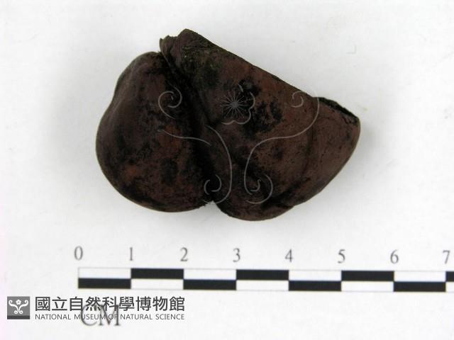 登錄號:F0020341藏品圖，第1張