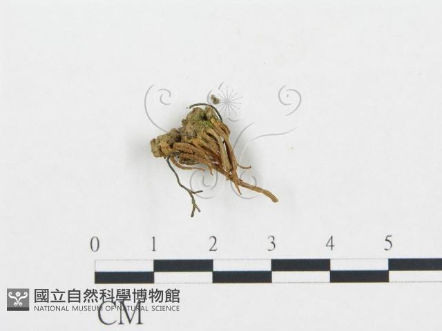 登錄號:F0000341藏品圖，第1張