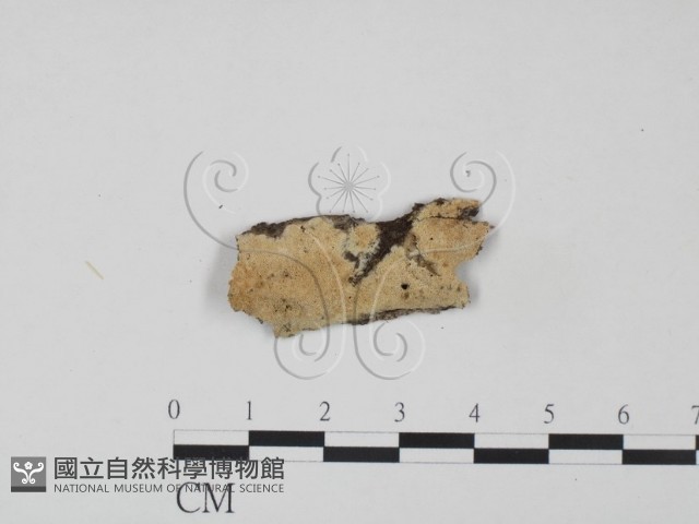 登錄號:F0010341藏品圖，第1張