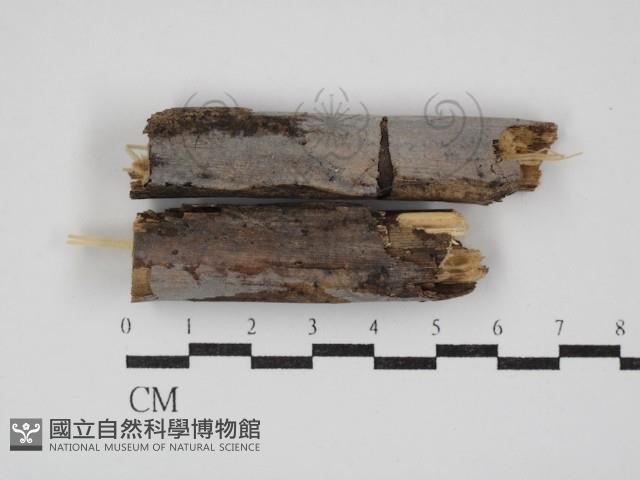 登錄號:F0030341藏品圖，第1張