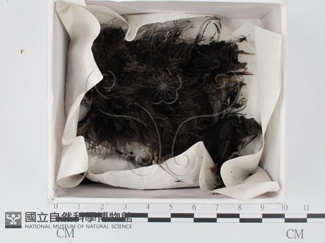 登錄號:F0021341藏品圖，第1張