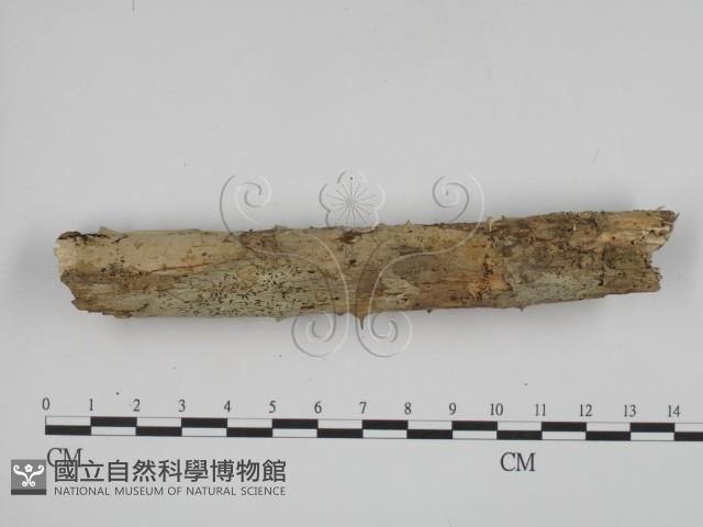 登錄號:F0001341藏品圖，第1張