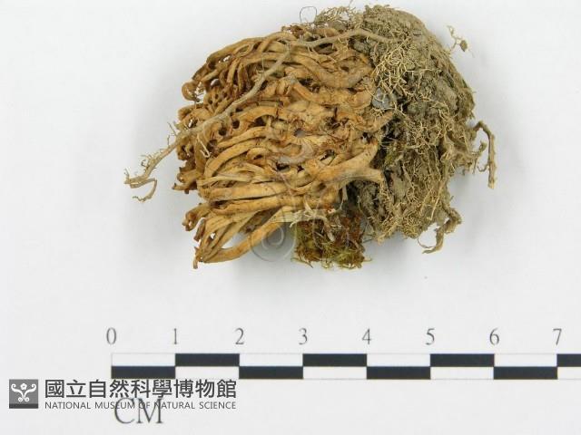 珊瑚菌屬藏品圖，第1張