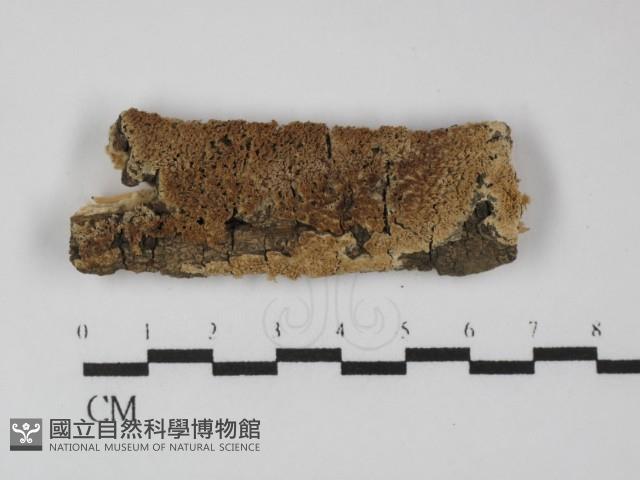 登錄號:F0031341藏品圖，第1張