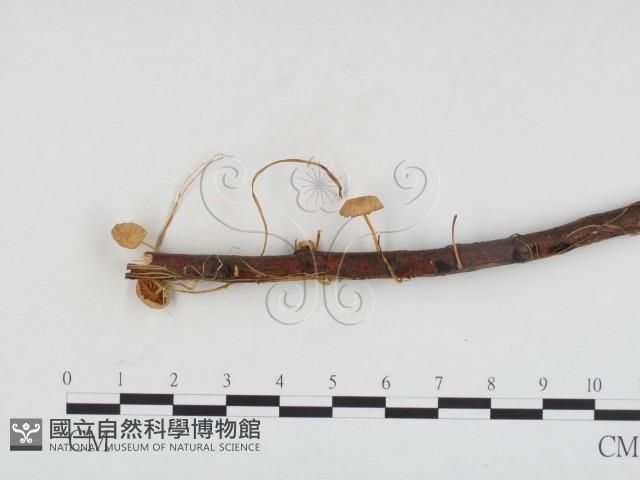 登錄號:F0024341藏品圖，第1張