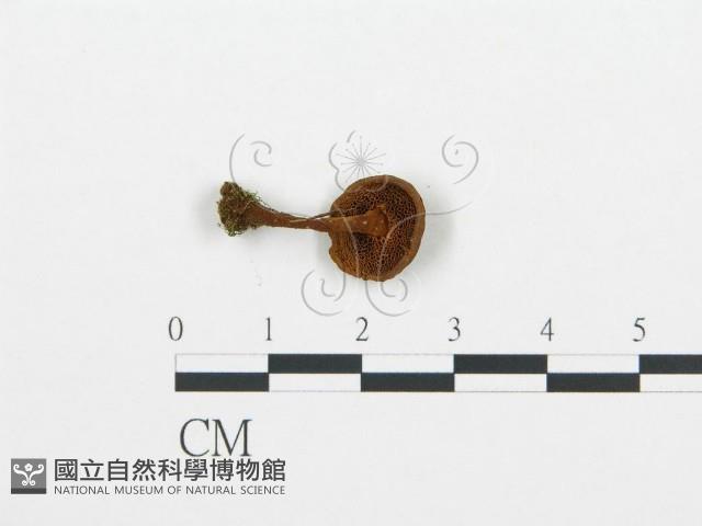 登錄號:F0004341藏品圖，第1張