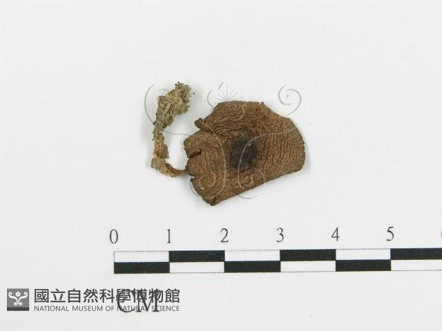 傘菌屬藏品圖，第1張