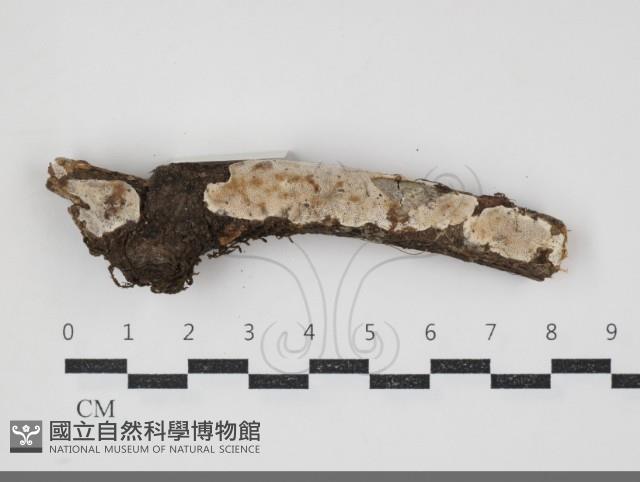 登錄號:F0034341藏品圖，第1張