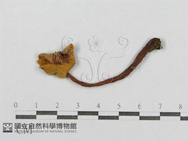 紅菇屬藏品圖，第1張