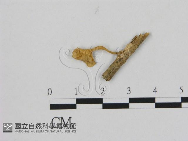 登錄號:F0012341藏品圖，第1張