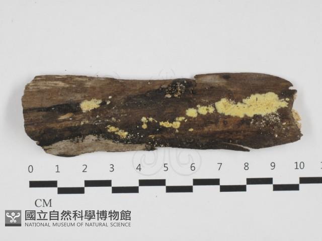 登錄號:F0032341藏品圖，第1張
