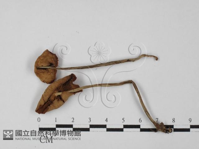 登錄號:F0027341藏品圖，第1張