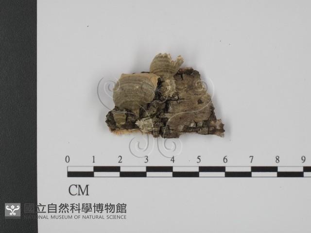 登錄號:F0007341藏品圖，第1張