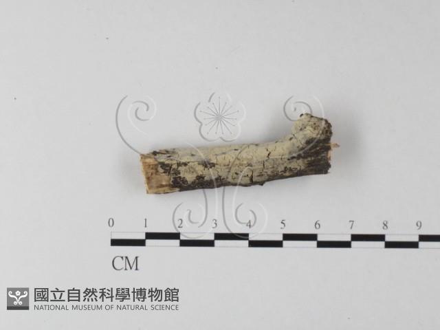 登錄號:F0025341藏品圖，第1張