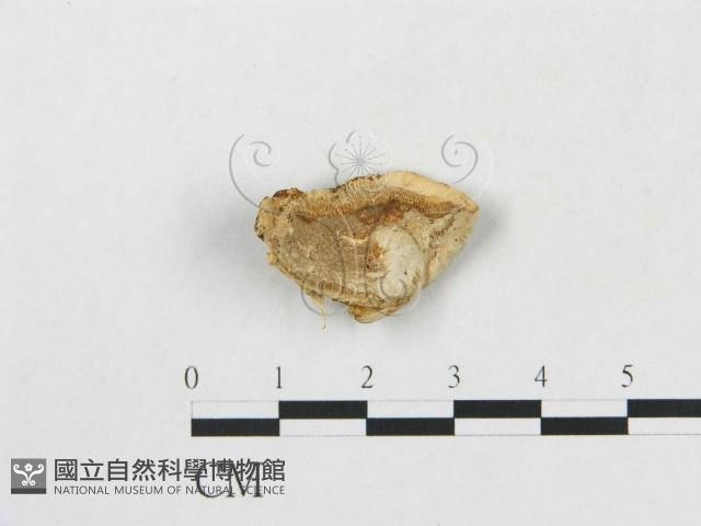 登錄號:F0005341藏品圖，第1張