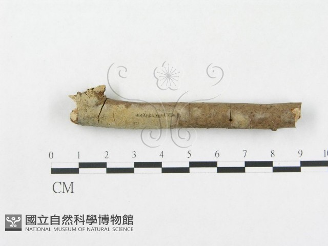 登錄號:F0009341藏品圖，第1張