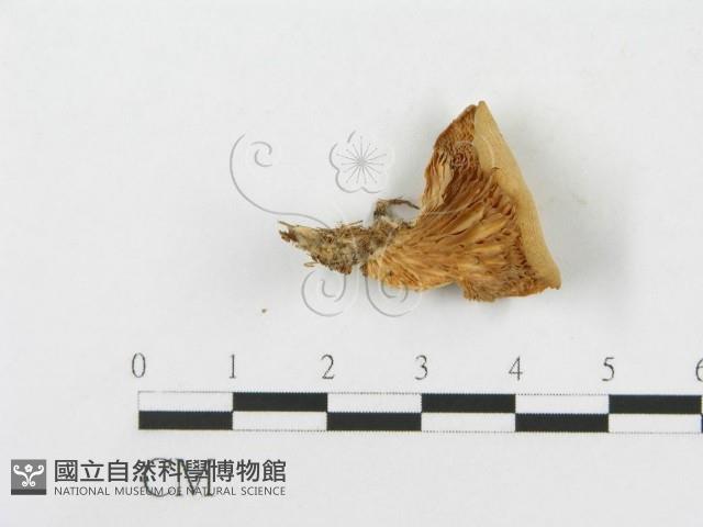 側耳屬藏品圖，第1張