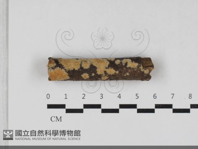 登錄號:F0033341藏品圖，第1張