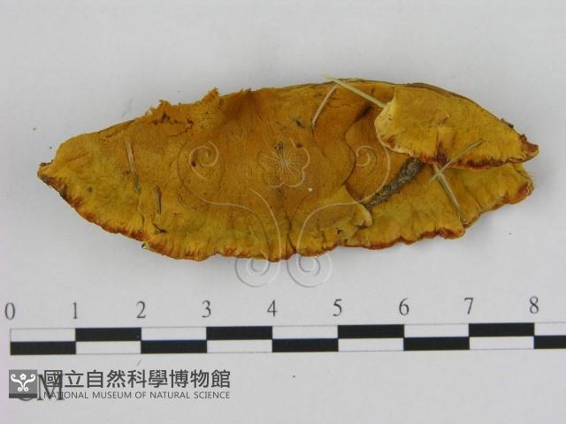 登錄號:F0008231藏品圖，第1張