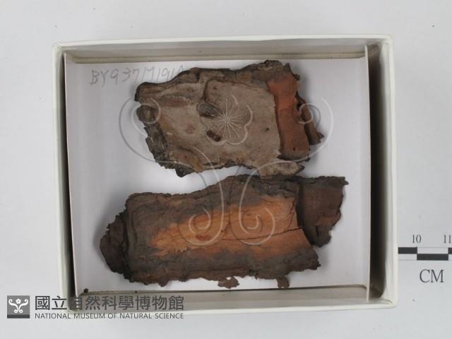 登錄號:F0018231藏品圖，第1張