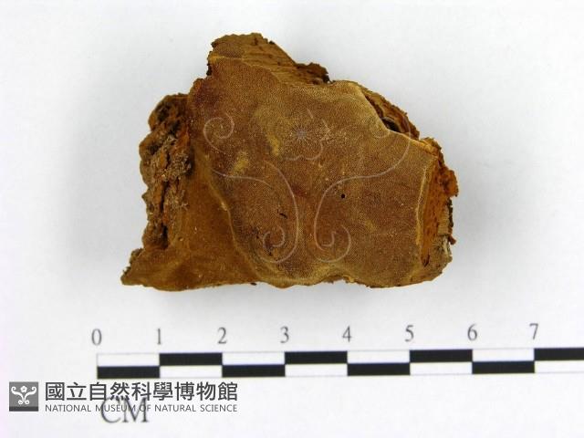 登錄號:F0006231藏品圖，第1張