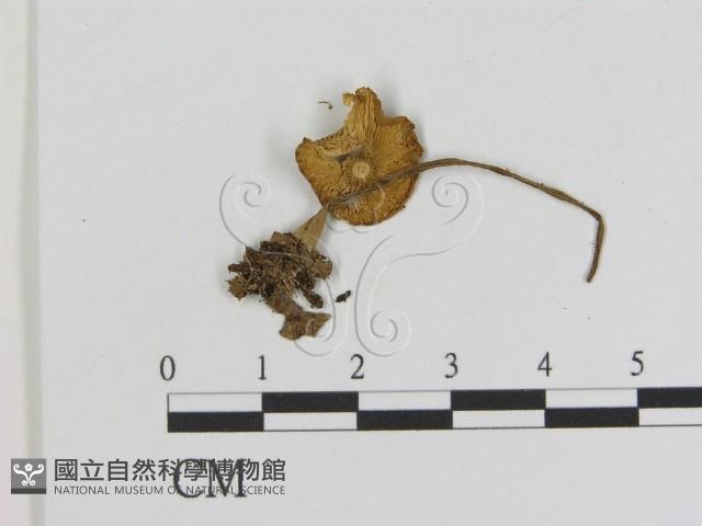 登錄號:F0016231藏品圖，第1張