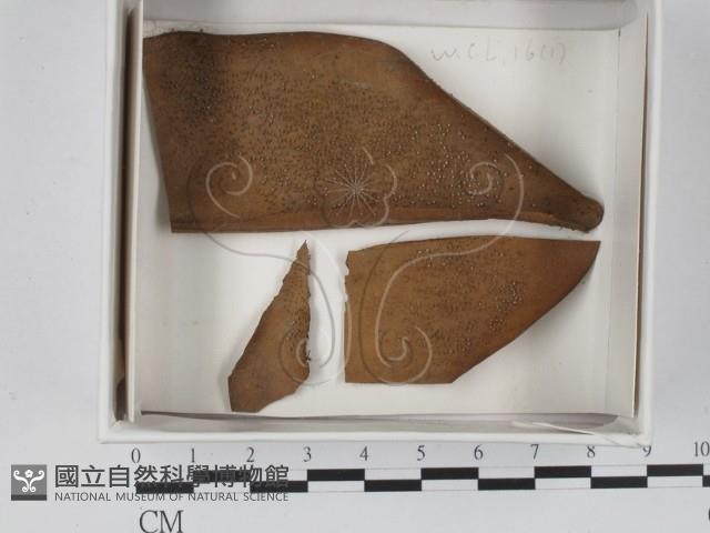 登錄號:F0021231藏品圖，第1張