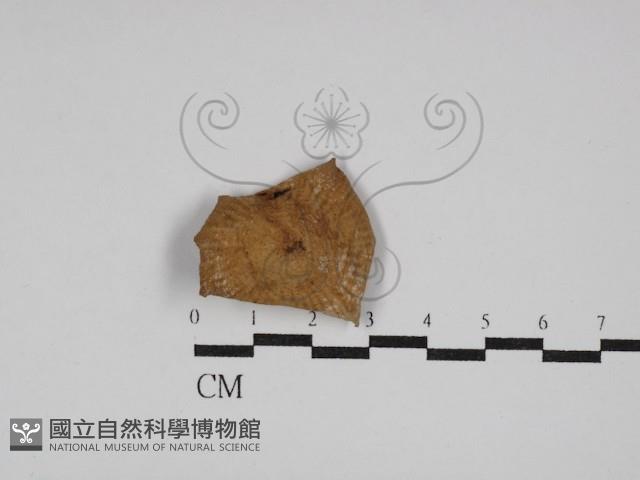 登錄號:F0011231藏品圖，第1張