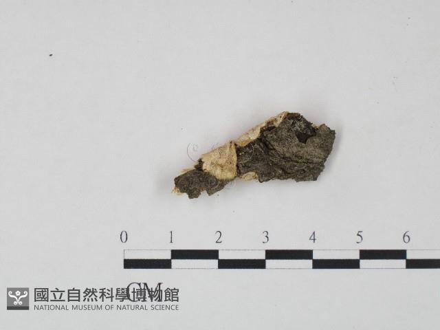 登錄號:F0004231藏品圖，第1張