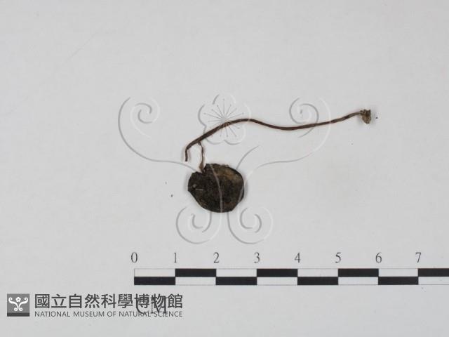 登錄號:F0014231藏品圖，第1張