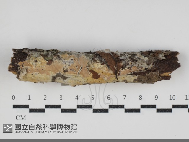 登錄號:F0034231藏品圖，第1張