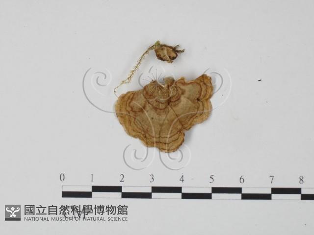 韌革菌屬藏品圖，第1張