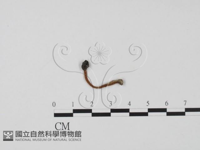 登錄號:F0002231藏品圖，第1張