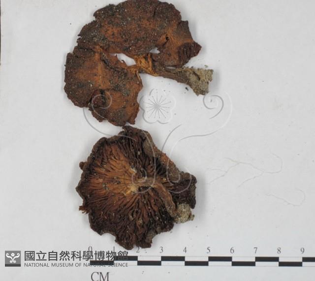 登錄號:F0027231藏品圖，第1張