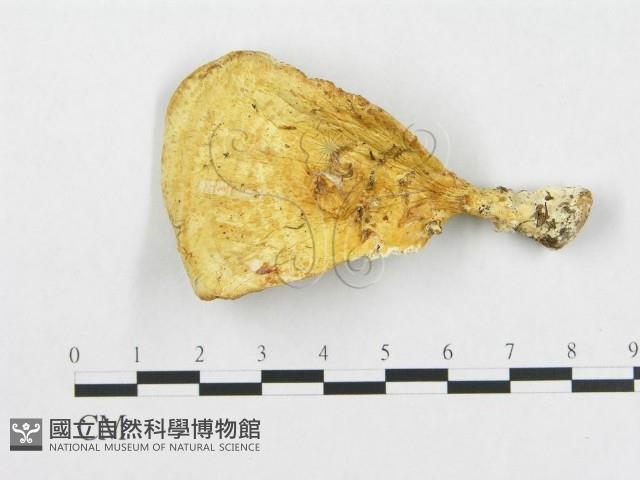 登錄號:F0007231藏品圖，第1張