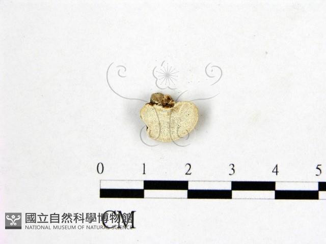 登錄號:F0017231藏品圖，第1張