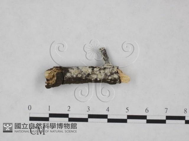 登錄號:F0025231藏品圖，第1張