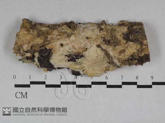 多年臥孔菌屬藏品圖，第1張