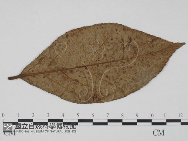 登錄號:F0019231藏品圖，第1張