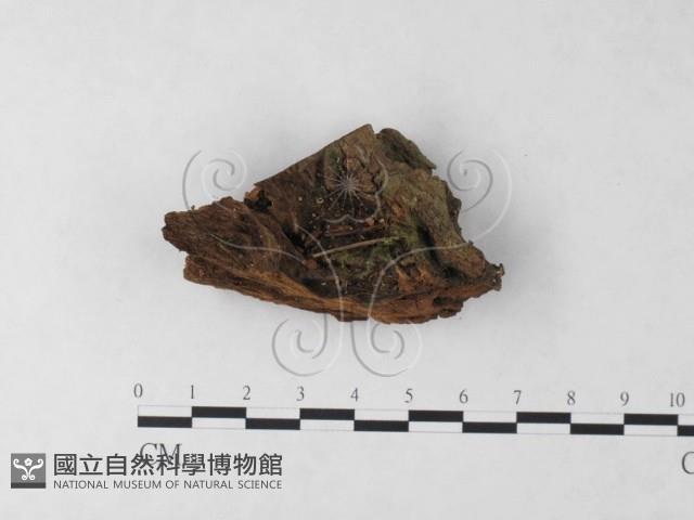 登錄號:F0023231藏品圖，第1張