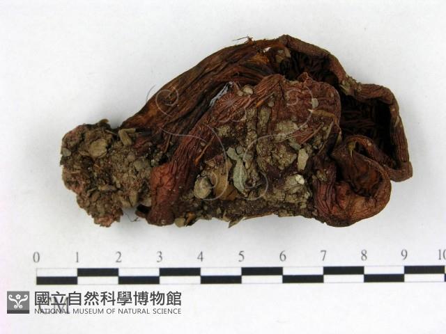登錄號:F0003231藏品圖，第1張