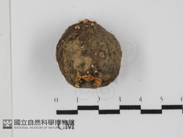 登錄號:F0028831藏品圖，第1張