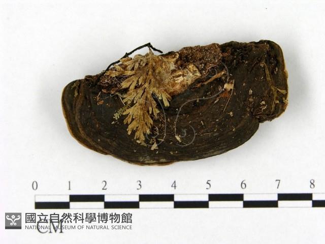 登錄號:F0008831藏品圖，第1張