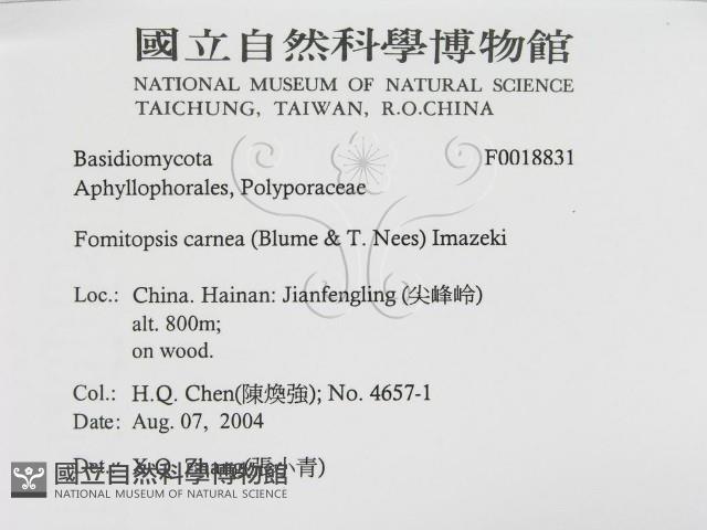 登錄號:F0018831藏品圖，第3張