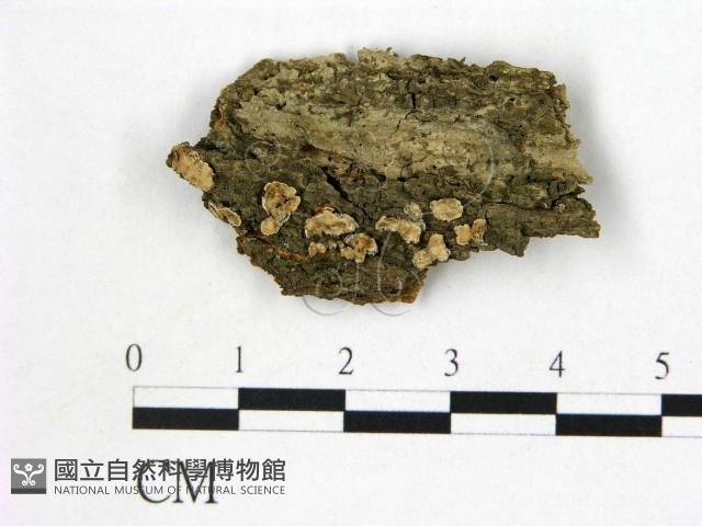 登錄號:F0020831藏品圖，第1張