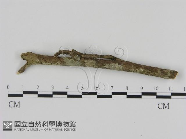 刺革菌屬藏品圖，第1張