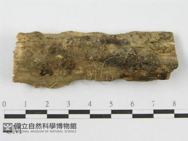 登錄號:F0010831藏品圖，第1張