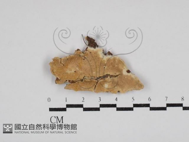 絲齒菌屬藏品圖，第1張