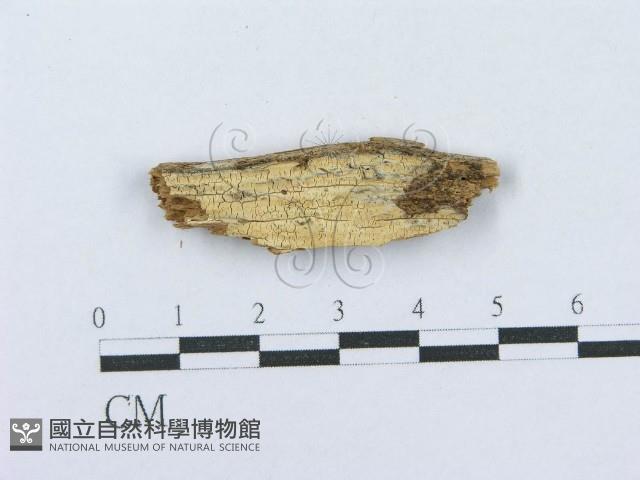 射脈菌屬藏品圖，第1張