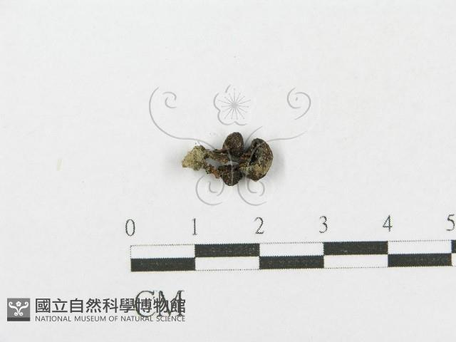 登錄號:F0001831藏品圖，第1張